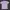 Kaos Obey World Wide Pink