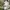 Cargo Short Pants Camo photo 2