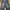 Jorts Nevada
