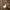 M65 dark brown Uniqlo Air Tech field  photo 8