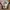 Kaos band young marble giant acidwash photo 1