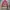 Adidas Casual Track Jacket Pria Pink Cream