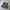 DC TUNDRA CARGO SHORT CRB0 photo 1