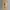 Uniqlo Minimalist Casual Casual pants Pria multicolor tan photo 2
