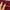 Blus long sleeves Topshop burgundy photo 2