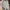 Celana Carpenter Dickies 