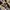 Converse Streetwear Skater Sneakers Pria tan khaki photo 2