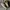 Converse Streetwear Skater Sneakers Pria tan khaki photo 1