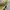 y2k Distresed Studed Cadethat Star  photo 2