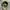 y2k Distresed Studed Cadethat Star  photo 7