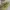 y2k Distresed Studed Cadethat Star  photo 10
