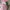 koper navy club pink size 24inch photo 6