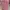 koper navy club pink size 24inch photo 5