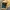 Vintage Casual Pria yellow photo 7
