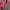 Sling Bag Kulit Marc Jacobs Warna Merah Bata photo 6