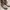 TIMBERLAND Wheat Roll Top Boots photo 6
