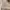 TIMBERLAND Wheat Roll Top Boots photo 8