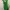 ZARA Luxury Prom dress Wanita green photo 3