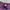 Gramicci G Short Pants Purple photo 4