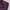 Gramicci G Short Pants Purple photo 3