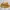 Skorts Mustard Yellow Layer Tulle