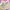 takeall 3pcs babytee milkmaid melody peanuts lace coquette💗 photo 3