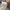 Rok mini hysteric glamour full print  uk 28-29 photo 8