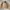 Timbre Arctic Jacket Beige