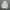Adidas Track jacket Pria cream gray photo 3