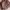 Brown leather Jacket Dust la Stella (used) / jaket kulit  photo 1