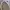 Vans Authentic Vault OG LX Cream White photo 6