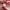 Vans Authentic Vault OG LX Red Chilli White photo 7