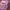 Smiggle Coquette Casual Kids Pink