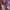Smiggle Coquette Casual Kids pink photo 5