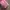 Smiggle Coquette Casual Kids pink photo 3