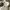 Adidas Forum Low White Gold Metallic photo 5