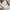 Adidas Forum Low White Gold Metallic photo 8