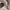 Adidas Forum Low White Gold Metallic photo 6