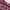 Uniqlo Vintage Y2K Cardigan Wanita burgundy photo 4