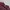 Uniqlo Vintage Y2K Cardigan Wanita burgundy photo 3
