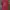 Kaos Brooks Brother Red M