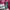 Biker Casual Puffer jacket Pria burgundy photo 6