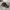brown Salomon cap photo 4