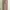 Dickies Chinos Khaki photo 3