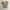 Dickies Chinos Khaki photo 1