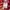 Dailly news japanese brand skull full print  uk L photo 7