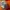 Boxy Crop Top Cosplay Goku Dragon Ball Kame Anhelion photo 6