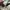 Dickies 874 work pants khakis photo 6