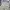 Dickies 874 work pants khakis photo 1