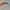 Oakley Straight Jacket Black  Polarized  photo 10